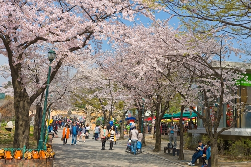 "봄 꽃 보러 오세요", 여의도 석촌호수 어린이대공원 벚꽃축제 