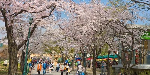"봄 꽃 보러 오세요", 여의도 석촌호수 어린이대공원 벚꽃축제 