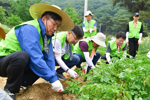 이대훈, NH농협은행 임직원과 농촌에서 감자 수확 일손 도와 