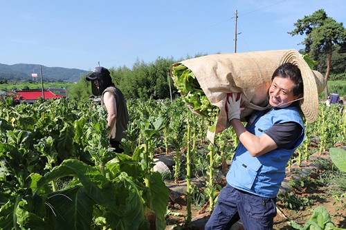 KT&G, 잎담배 농가 찾아 수확 돕는 봉사활동 벌여 