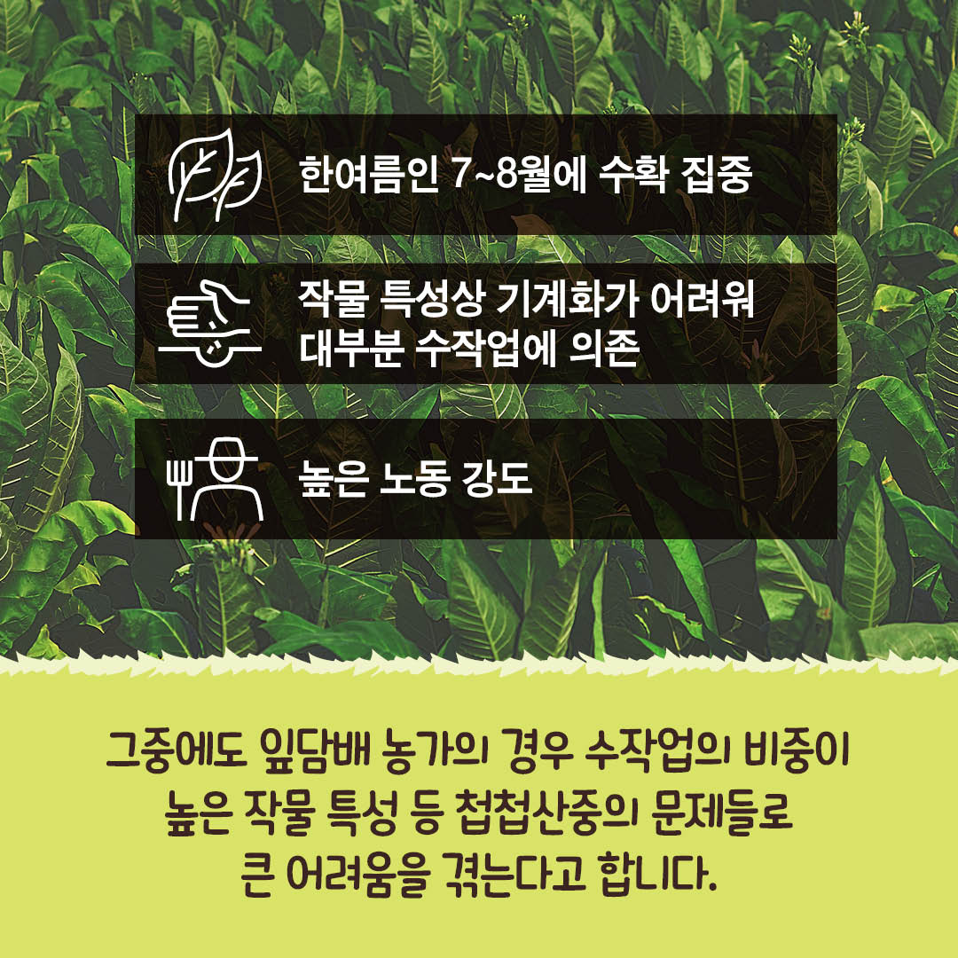 [카드뉴스] KT&G, 무더운 여름에도 농가와 상생 실현하다 