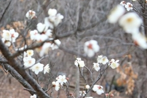 2월 둘째 주 포근한 날씨 이어져, 수요일 12일 전국에 비나 눈 