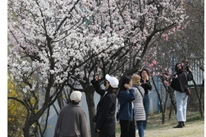 금요일 27일 비 오후에 그치고 쌀쌀해져, 주말까지 꽃샘추위 