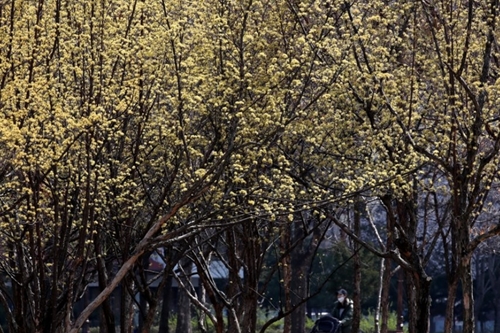 수요일 4월1일 전국 곳곳에서 봄 재촉하는 비, 서울은 미세먼지 나쁨