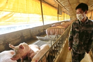 중국에서 사람에 감염될 수 있는 돼지독감 바이러스 새로 발견
