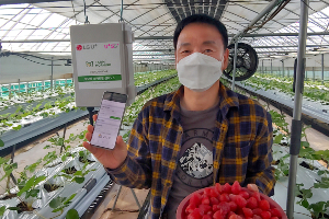LG유플러스, 속초 딸기영농조합에 보급형 스마트팜 무료제공