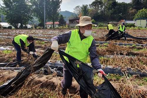 NH농협은행 임직원, 강원도 횡성군에서 농촌 일손돕기 봉사활동 