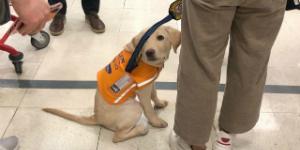 롯데마트 장애인 안내견의 매장 입장 거부 사과, 