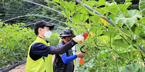 NH농협카드 임직원, 인력난 해소 위해 농가 일손돕기 봉사활동 진행