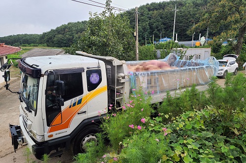 강원 인제에서 아프리카돼지열병 추가 발생해 농장 돼지 살처분