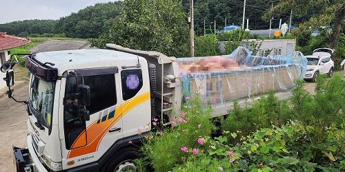 강원 인제에서 아프리카돼지열병 추가 발생해 농장 돼지 살처분