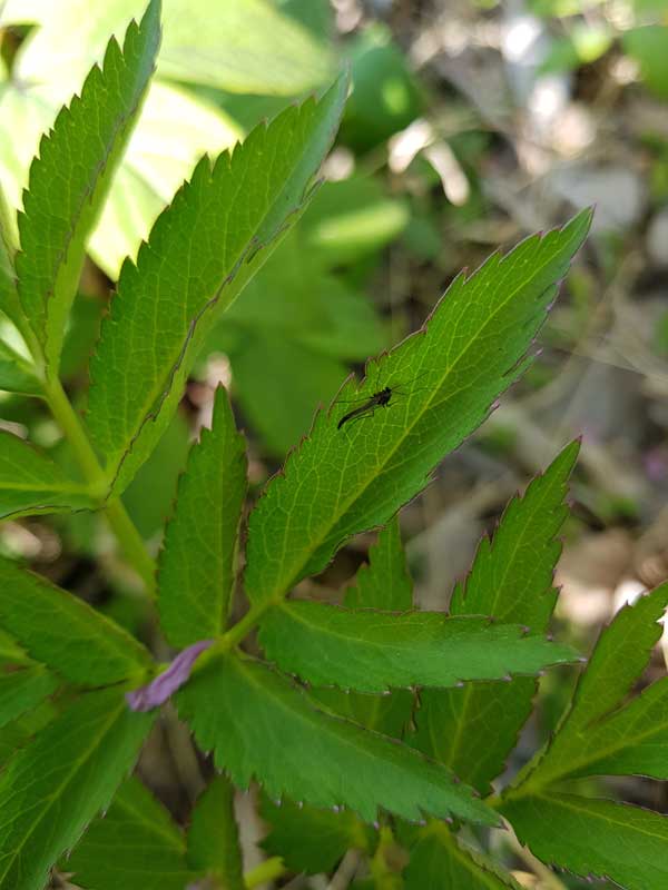 [곤충으로 읽는 경제] 사랑에 목숨 건 '러브버그'가 우리에게 남긴 교훈