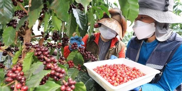 커피가 멸종 위기종? 기후 위기에 위협받는 ‘커피 한 잔의 여유’