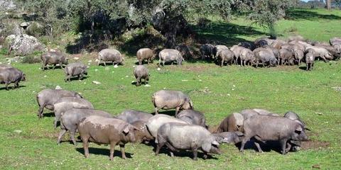 한화 3남 김동선 스페인 돼지 농장 현장 점검, 하반기 이베리코 상품 출시