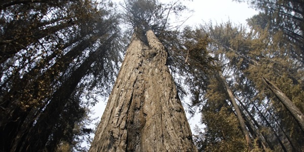 기후변화가 캘리포니아에 '좀비 숲' 만든다, "침엽수 20% 사라질 것" 