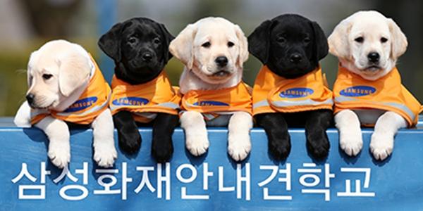삼성화재 안내견사업 30돌, 이건희 반려견 사랑 '선한 영향력'으로
