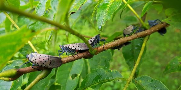 [곤충으로 읽는 경제] 곤충 힘들게 하는 기후변화, 생태계 균형까지 흔든다