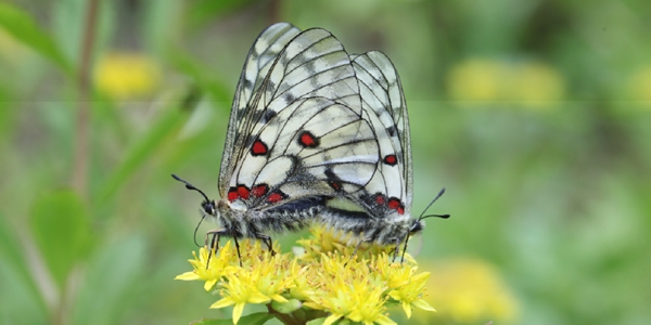 [곤충으로 읽는 경제] 멸종위기 '붉은점모시나비'가 인류에게 중요한 이유