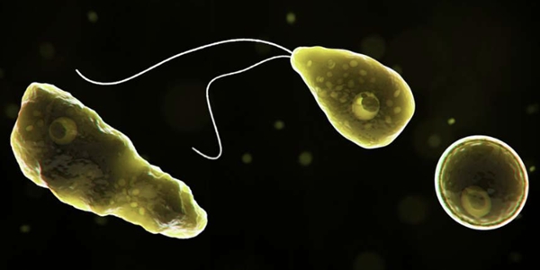 미국에서 인명 피해 내는 ‘뇌 먹는 아메바’, 기후변화에 북쪽으로 서식지 확대