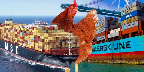 [채널Who] 세계 해운업계 2차 치킨게임 예고하다, HMM 이겨낼 힘 충분한가