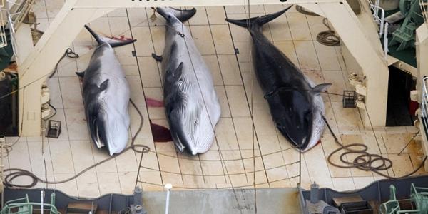 일본 고래잡이로 미-일 무역협상 갈등, 18일 한미일 정상회담에 영향 미치나