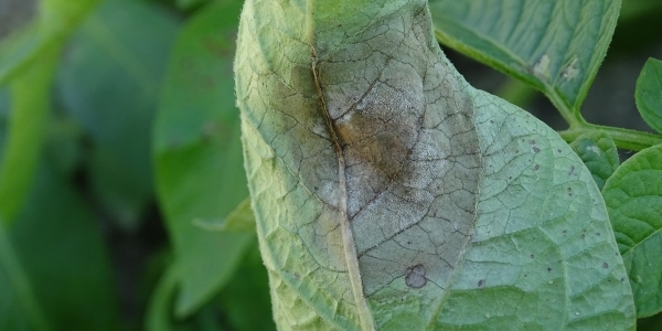 [곤충으로 읽는 경제] 생존 위해 만든 농약, 더 나은 생존 위해 다시 생각할 때