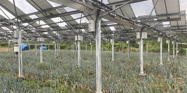 [현장] 영농형 태양광 실증단지 가보니, '농가소득 최대 6배'에 기후대응까지