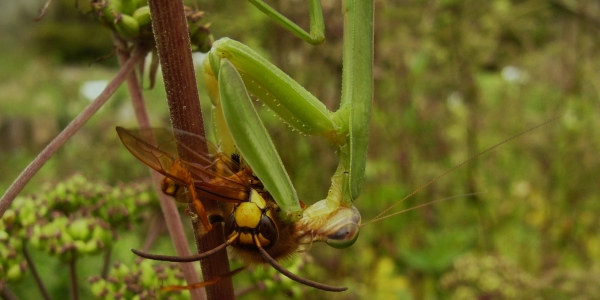[곤충으로 읽는 경제] 네오니코티노이드계 살충제의 빈대 방역용 허가, 정부 다시 생각해야