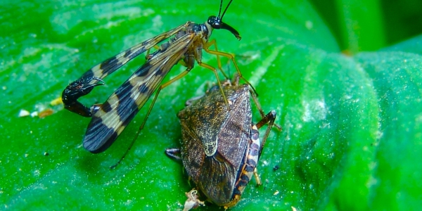 [곤충으로 읽는 경제] 네오니코티노이드계 살충제의 빈대 방역용 허가, 정부 다시 생각해야