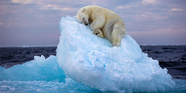 바다얼음 줄자 북극곰 체중 줄었다, "불곰과 먹이 달라 기후변화로 아사 위기"