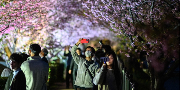 '벚꽃 엔딩' 2월에 보는 시대 온다, 세계 이상기후 확인하는 불길한 징조 