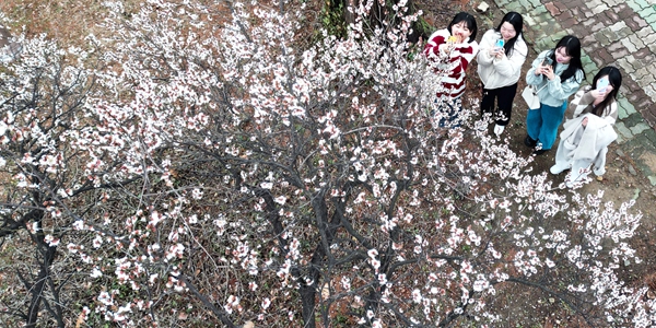 '벚꽃 엔딩' 2월에 보는 시대 온다, 세계 이상기후 확인하는 불길한 징조 