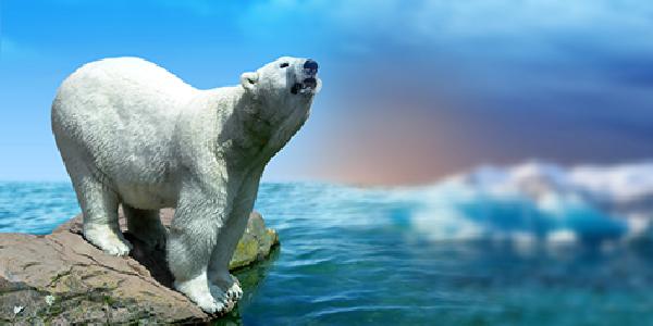 바다얼음 줄자 북극곰 체중 줄었다, 