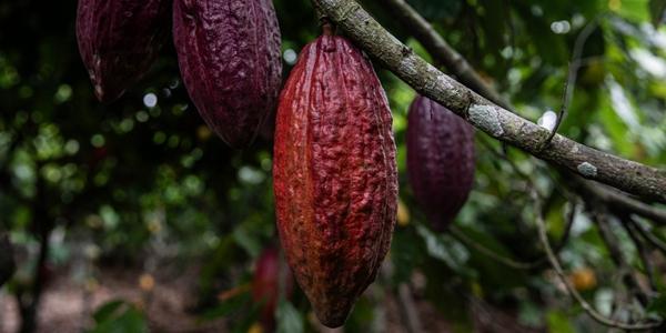 기후변화가 초콜릿 가격도 높인다, 서아프리카 지역 코코아 생산량 크게 줄어