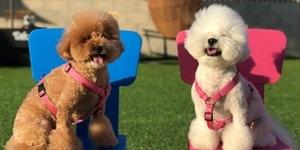 금리 연 5%대 ‘펫적금’ 가입해볼까, 반려가구 겨냥한 이벤트도 쏠쏠