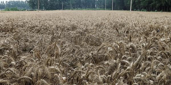 기후변화로 세계 식량위기 커진다, 벌목으로 이산화탄소 흡수 줄어 '악순환'