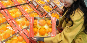 롯데마트·슈퍼 충주 재배 감귤 '탄금향' 판매 확대, 