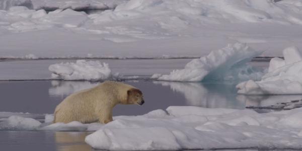 세계자연기금 '북극곰의 날' 맞아 영상·사진 공개, 기후위기 심각성 강조