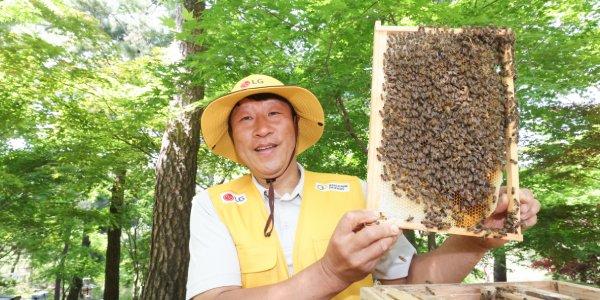 LG 자연 생태계 살리는 '토종 꿀벌' 키운다, 매년 개체수 2배 증식 목표 