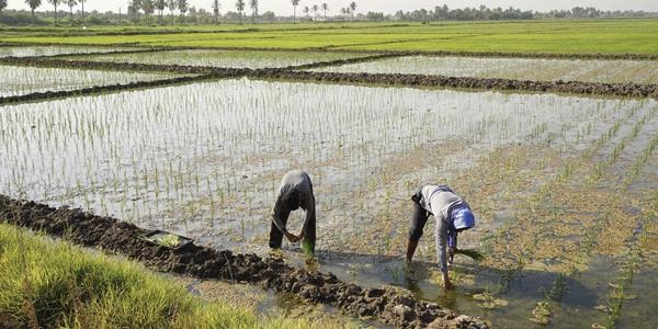 유엔 연구진 '글로벌 식량체계' 개편 제안, 