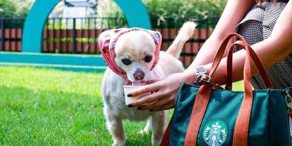 스타벅스 반려동물 친화 매장으로 고객몰이 성과, 누적 방문 200만 명 넘어서 