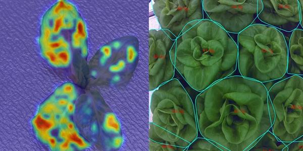 롯데이노베이트, 스마트팜 플랫폼 '도시의 푸른농장'에 비전 AI 접목