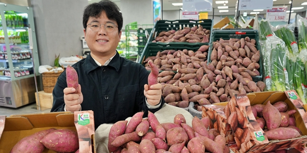 롯데마트, 국산 품종 '호풍미' 고구마 13일부터 19일까지 5990원에 판매