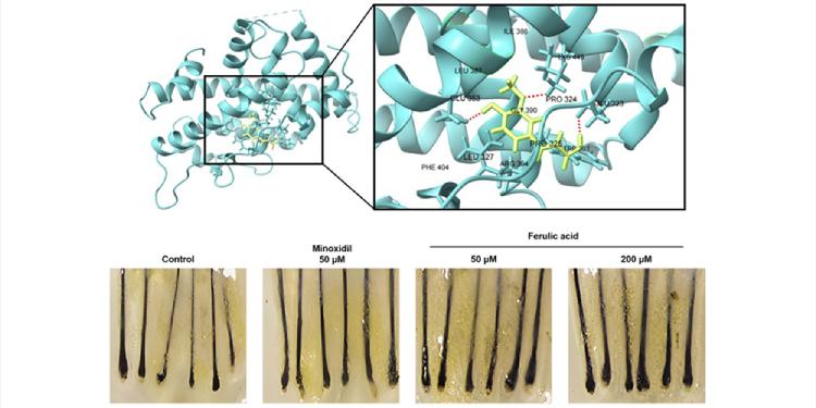 LG생활건강 약재 '천궁'에서 발모 촉진 성분 개발해, 세계적 과학저널에도 소개